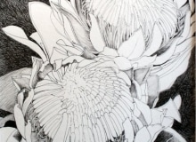 King Protea ink on paper
