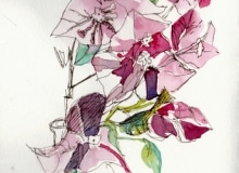 bouganvillea_ink-watercolour_-chinese-vase_ink_carolleebeckx-com-001