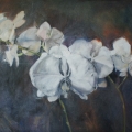 White Orchids - Oil on canvas 610mm x 760mm SOLD